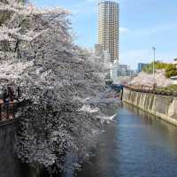 桜満開の目黒川