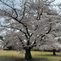 京都の綺麗な桜達🌸