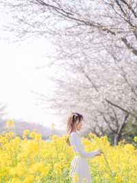 韓國鹿山路🇰🇷 櫻花🌸油菜花同時綻放