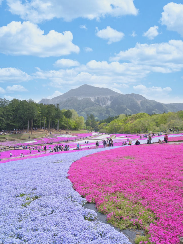 【埼玉】GWのスタートを特急列車に乗って行こう‼️秩父にあるピンクの絶景✨※ほか観光情報付き