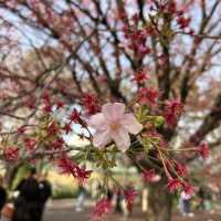 桜鑑賞【新宿御苑and北の丸公園】