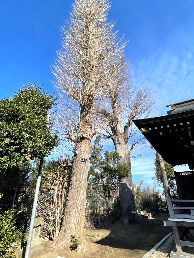 【北町愛宕神社/東京都】五日市街道沿いにあり欅が並ぶ