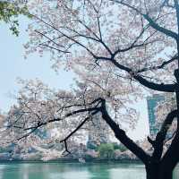 Cherry Blossoms 🌸 Yeouido Hangang Park @ Séoul 🇰🇷