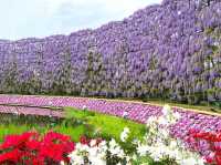 足利花卉公園大藤花祭