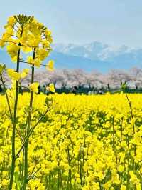 春の絶景 あさひ舟川春の四重奏
