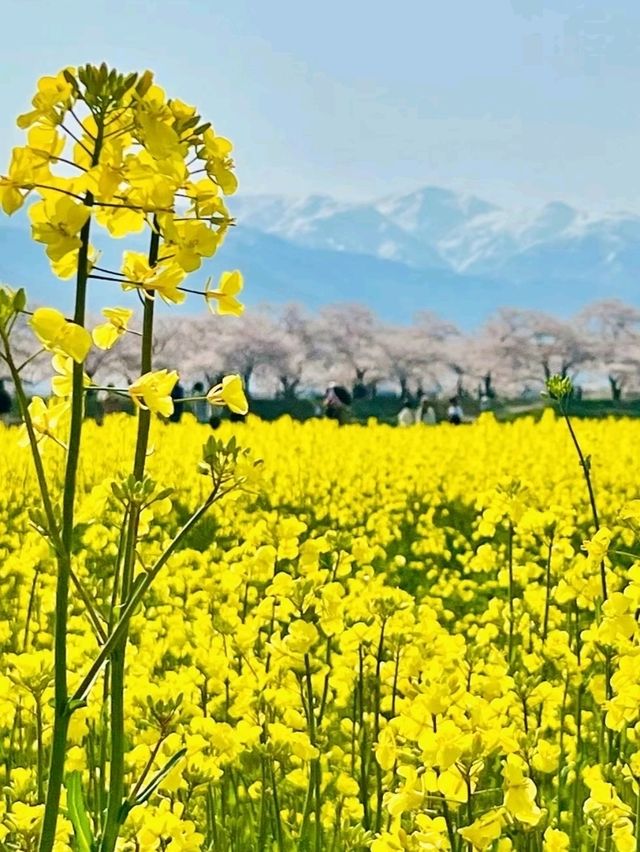 春の絶景 あさひ舟川春の四重奏