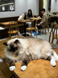 《減壓喵喵Cafe》