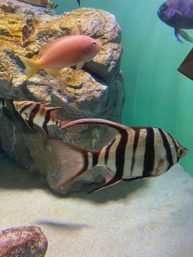 【雨の日のお出かけに☔️葛西臨海水族館🐠】