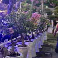 the Meraki Garden