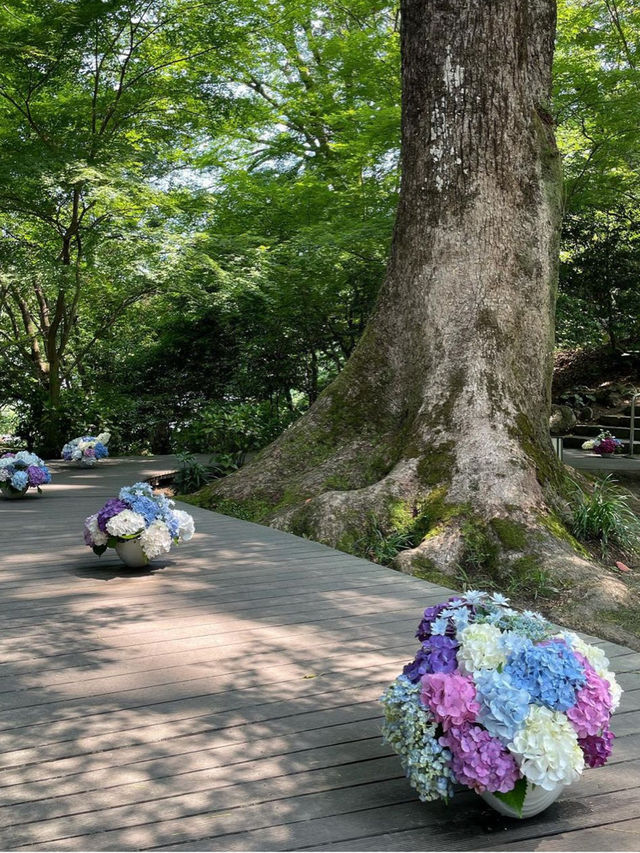 【福岡観光】有名アニメでも有名になった竈門神社