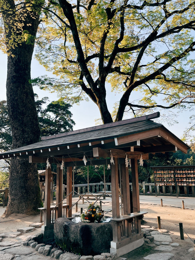 🇯🇵日本福岡景點⛩️ 寶滿宮 竈門神社🌸
