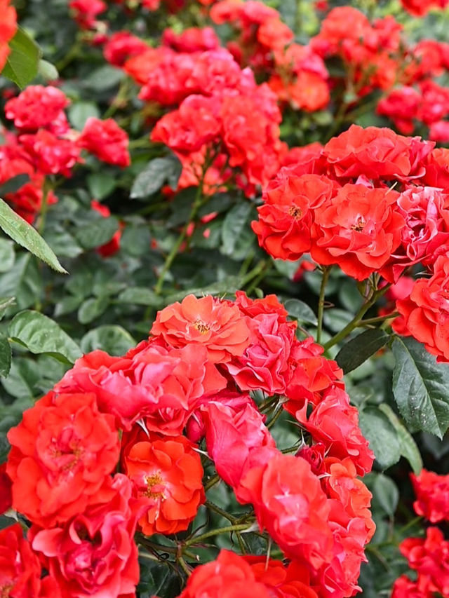 【京都】季節の花が楽しめて、ピクニックも出来る200円で入れる植物園