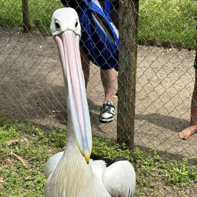 Caversham Wildlife Park