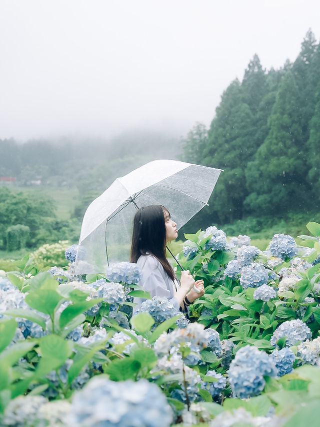 ここ知ってる？？【あじさい池が美しい🫧】日本最大級紫陽花映えスポット🫧