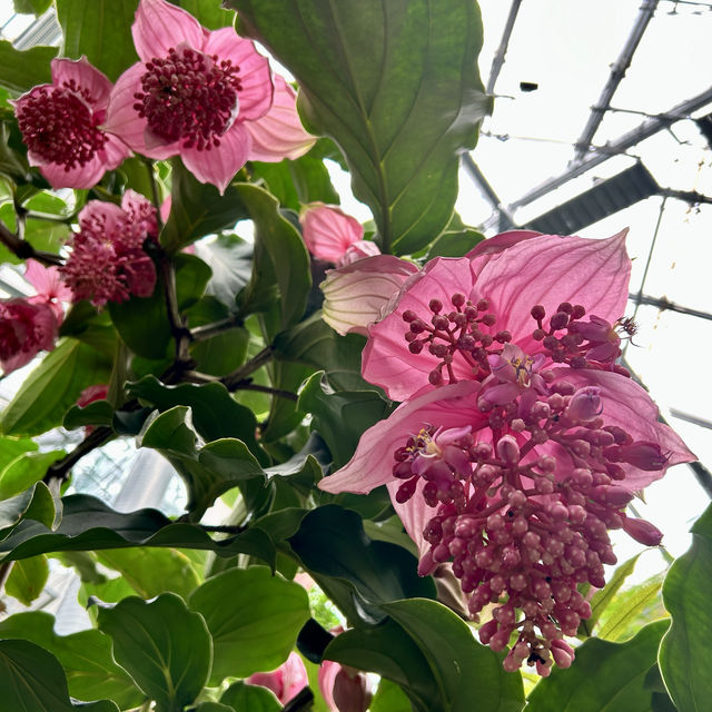 金融中心鬧市中的綠洲 - 香港公園