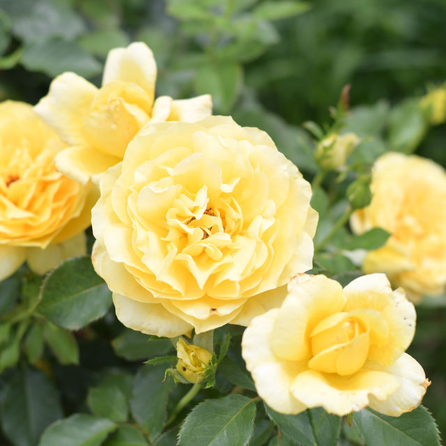 【Tokyo🇯🇵】神代植物公園🌹🌹