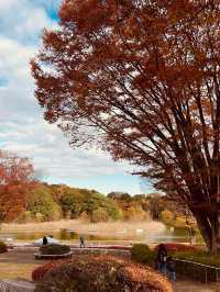 The Best Ginkgo Trees Park🍁Showa Kinen Park Tokyo