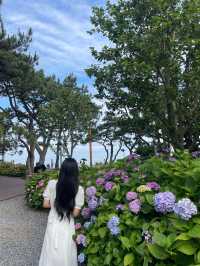 💙🩷해운대 송림공원 개화율 꼭 보세요🩷💙