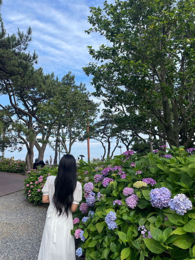💙🩷해운대 송림공원 개화율 꼭 보세요🩷💙