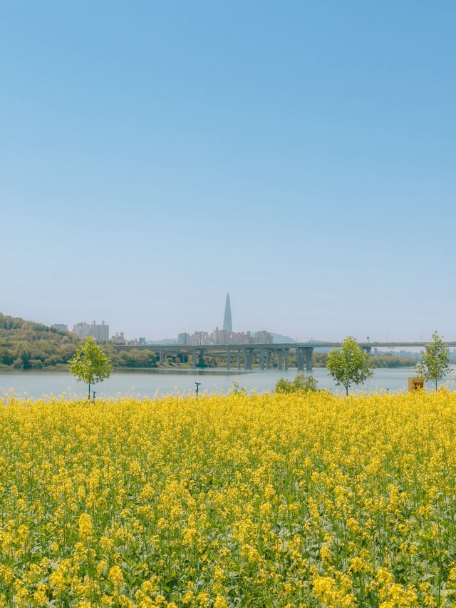 사람들 잘 모르는 서울 근교 유채꽃밭💛