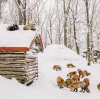 หมู่บ้านจิ้งจอก แห่งเมืองซาโอะ 🦊