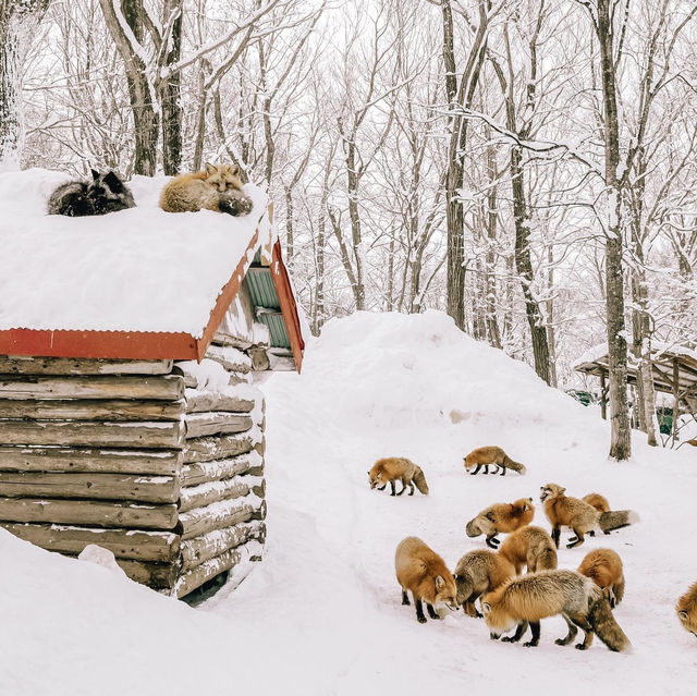 หมู่บ้านจิ้งจอก แห่งเมืองซาโอะ 🦊