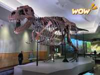【🇺🇸芝加哥🇺🇸】Field Musuem：暴龍🦖 T Rex 體驗，難忘博物館之旅，適合帶小朋友來震撼教育一下‼️