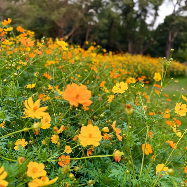 📍🌳 สวนหลวง ร.9 (MRT หัวหมาก สายสีเหลือง)