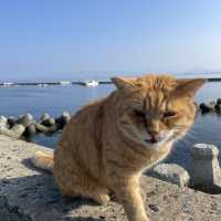 福岡にある猫天国な島