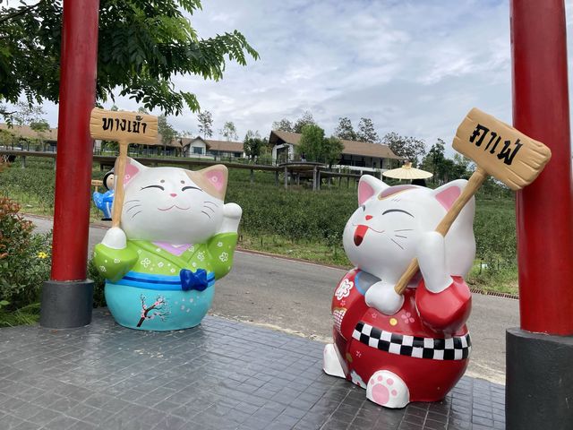 ไร่ชาผัสสะ PASSA ไร่ชาอู่หลงแห่งแรก เชียงใหม่
