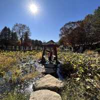 K-drama on Nami Island, South Korea