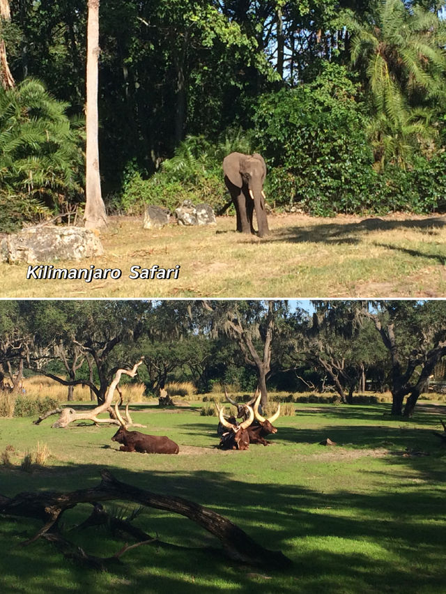 Adventures at Animal Kingdom in WDW, Florida 🐘