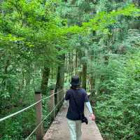 제주여행🏝️ 삼나무 숲길이 멋진 절물 휴양림🌲🌲🌲