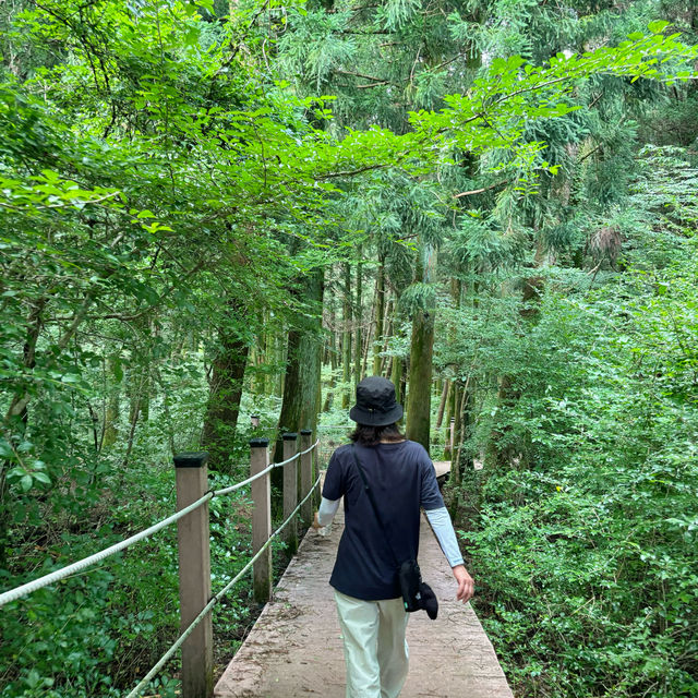 제주여행🏝️ 삼나무 숲길이 멋진 절물 휴양림🌲🌲🌲