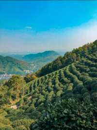 Hiking through Longjing Tea Fields in Hangzhou 🇨🇳