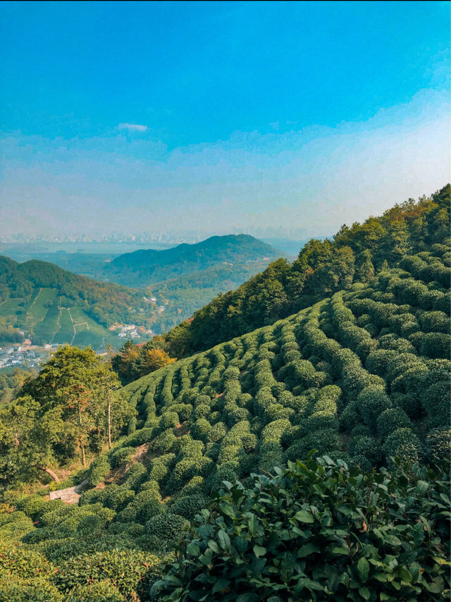 Hiking through Longjing Tea Fields in Hangzhou 🇨🇳
