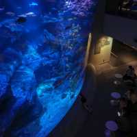 สำรวจโลกใต้น้ำใจกลางโตเกียวที่ Sumida Aquarium 🪼