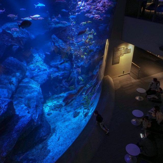 สำรวจโลกใต้น้ำใจกลางโตเกียวที่ Sumida Aquarium 🪼