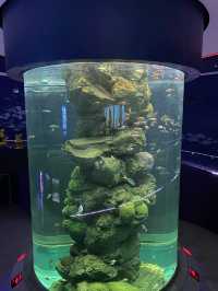 🐠Bangsaen Aquarium ดูปลาที่บางแสน✨