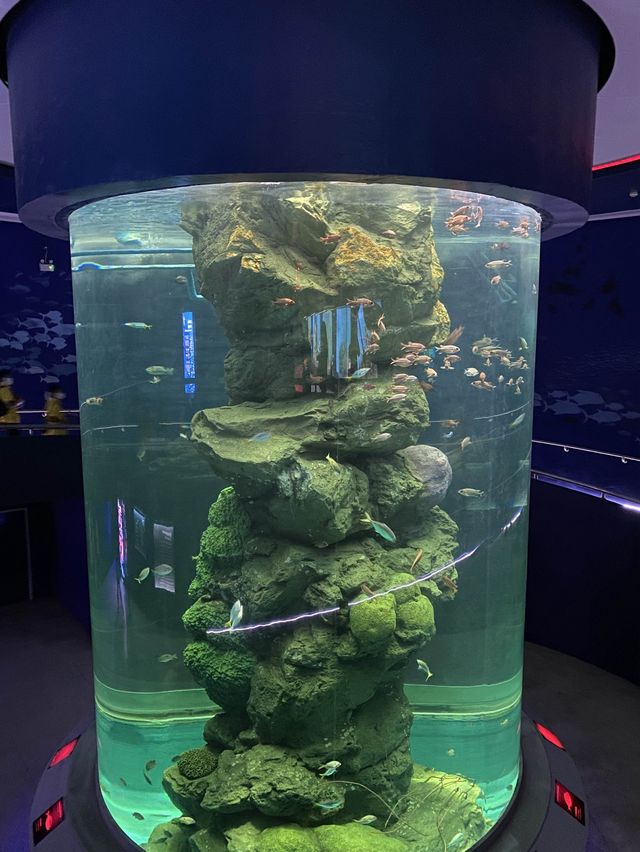 🐠Bangsaen Aquarium ดูปลาที่บางแสน✨
