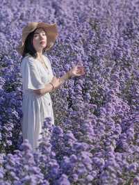 I Love Flower Farm สวนดอกไม้เชียงใหม่