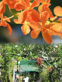 Year-Round Orchid Splendor: Discover Kuching's Orchid Park, a Blooming Paradise