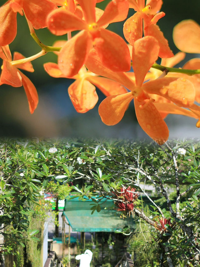 Year-Round Orchid Splendor: Discover Kuching's Orchid Park, a Blooming Paradise
