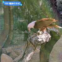澳洲雪梨-野生動物園與無尾熊合照：Featherdale野生動物園