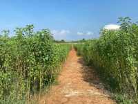 Ladang Kenaf View Point