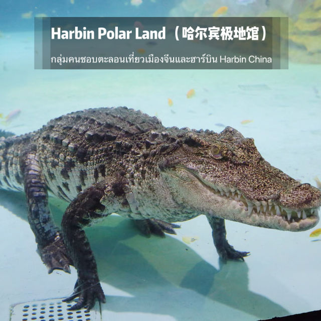 🐧Harbin Polar land 哈爾濱極地公園·極地館 