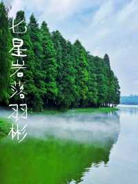   【森林】仙氣飄飄的落羽杉樹群