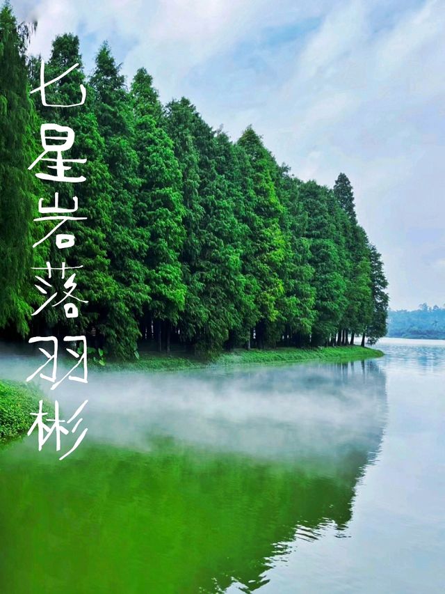   【森林】仙氣飄飄的落羽杉樹群
