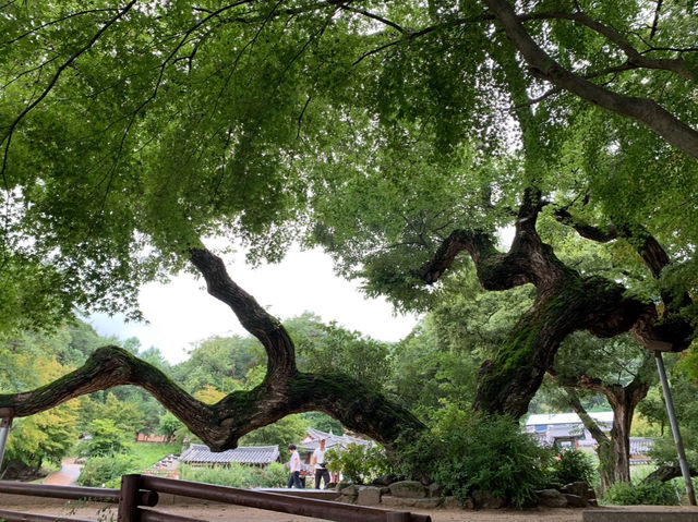 안동 도산서원에서 고즈넉한 산책