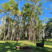 🌲สวนสนแม่แตง เชียงใหม่